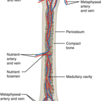 Diagram of Blood and Nerve Supply to Bone 