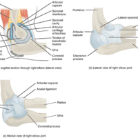Elbow Joint 
