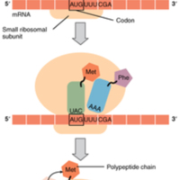 Translation from RNA to Protein