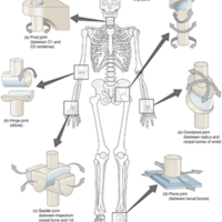 Types of Synovial Joints 