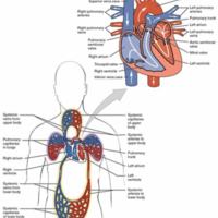Chambers and Circulation through the Heart