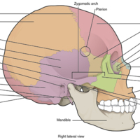 Lateral View of Skull.jpg