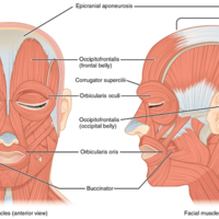 Muscles of Facial Expression 