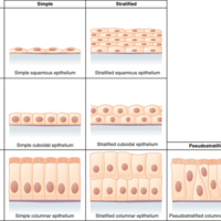 Cells of Epithelial Tissue