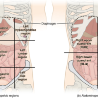 Regions and Quadrants of the Peritoneal Cavity