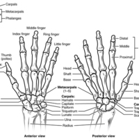Bones of the Wrist and Hand 