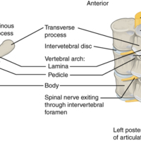 Parts of a Typical Vertebra