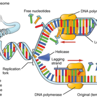 DNA Replication.jpg