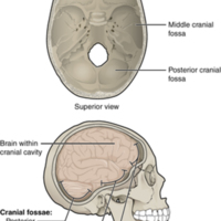 Cranial Fossae 