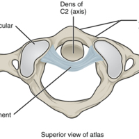Atlantoaxial Joint 